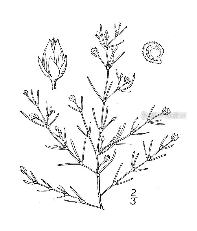 古植物学植物插图:加拿大Tissa canadensis，北沙Spurry